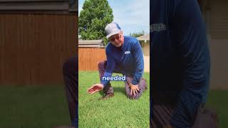 Why Bermuda Grass doesnt like to Grow from Seeds [upl. by Joashus]