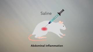 Abdominal pain disrupts visual attention in rats [upl. by Gaston]