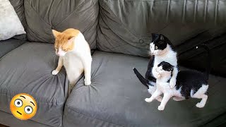 Best Funniest Cats 😹  Dont try to hold back Laughter 😂 Funny Cats 2023 7 [upl. by Colley]