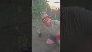 🥝 Planting Our Female Kiwi Tree at Quinta Chada 🥝 [upl. by Childers]