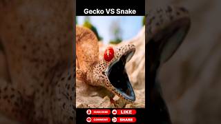 Gecko vs Snake animals wildanimals shortsviral [upl. by Mohammed]