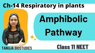 Ch14 Respiration in plants  Amphibolic Pathway  NEET 2024  Class 11 Biology [upl. by Einrae]