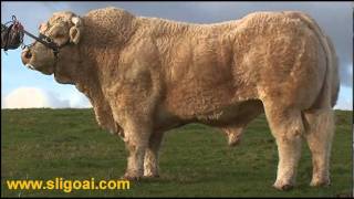 Charolais Bull Cresus at Sligo AI wwwsligoaicomwmv [upl. by Tirma]