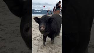 Koh Samui Thailand 🇹🇭 Pig Island kohsamui thailand travel [upl. by Charles968]