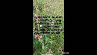 கொழிஞ்சி செடி Tephrosia purpurea Plant feeling sad motivation farming [upl. by Greysun160]