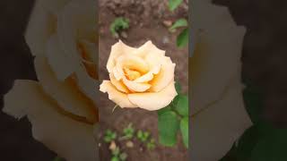 Rose Flowers White Color music nature reels beautiful flowers foryou love cute trending [upl. by Adnovahs]