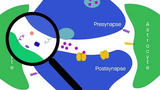 Biochemical probing reveals secrets of astrocyte–synapse interactions [upl. by Dnana]