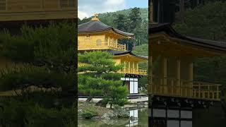 Kinkakuji Temple The Golden Pavilion Kyoto Japan shorts japan kinkakuji [upl. by Ridglea917]