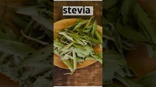 Stevia Plant 200x Sweeter Than Sugar Health Benefits  SGK English [upl. by Htebiram]