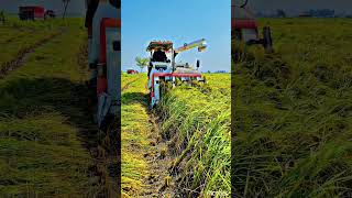 کمبوہ زرعی🚜🐾🌻🌾🌞 فارم agriculture firstvlog agriculturefarming kamboh jattlife farming agricul [upl. by Brooks]