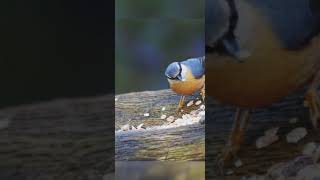 Nuthatch Feeding  Save Birds savenature shortvideo birds shortsvideo shorts short [upl. by Yolane311]