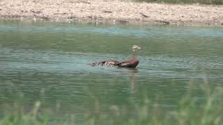 Black bellied Whistling Duck Orrick 8 5 24 [upl. by Sibilla]