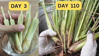 How to grow lemongrass from storebought stalks [upl. by Aerdnna417]