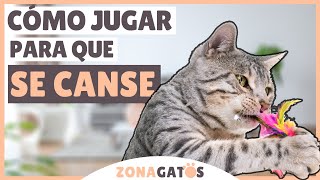 Cómo JUGAR con tu gato para que se CANSE físicamente [upl. by Arriek]