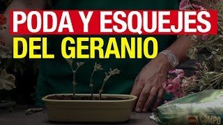 Poda y esquejes del geranio  COMPO Jardinería [upl. by Arivle]