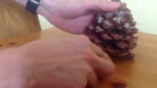 How to extract pine nut from cone [upl. by Darcee]