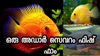 Severum Fish Farming in KeralaEp24 [upl. by Odlopoel]