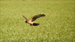 Northern Harriers Hunting HD [upl. by Suneya273]