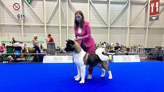 American Akita Geneva Winner 2023 [upl. by Lossa]