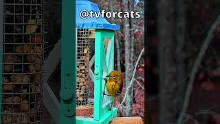 Yellow Throated Vireo dolittlelane birdsounds yellowthroatedvireo vireo cattv [upl. by Nosmoht]