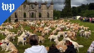 500 very good golden retrievers congregate in Scotland [upl. by Eekorehc]