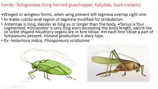 Order OrthopteraCharacteristics amp classification [upl. by Ham]