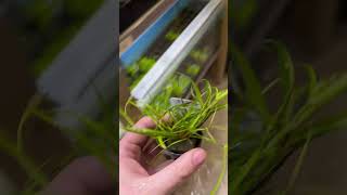 Juncus Repens aquarium plants aquariumplants paludarium [upl. by Amocat]