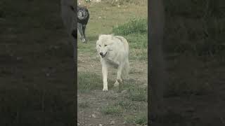 Wolf Pack On The Move wolves yellowstone wildlife wolfpack [upl. by Morton998]