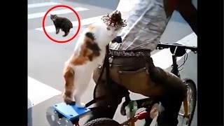 PROVA A NON RIDERE 2017  VIDEO ANIMALI DIVERTENTISSIMI 3  BEST FAIL COMPILATION 2017 [upl. by Alleuqcaj]