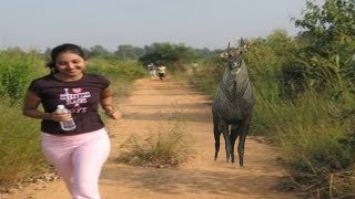 🔴Live नीलगाय कैसी होती है  nilgai kaisi hoti hai  जंगली सुअर कैसा होता हैं  DesiJugaadTech [upl. by Miyasawa]