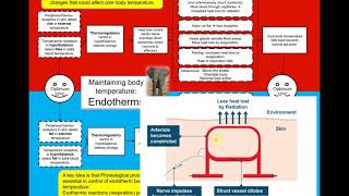 A level Biology Endotherm Temperature control [upl. by Dorran66]