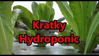 Harvest Romaine Lettuce From Kratky Hydroponic Raft System [upl. by Aihsoek929]