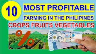 Top 10 Most Profitable Farming Business in the Philippines per Return on Investments  Hectare 2020 [upl. by Enyamrahs]