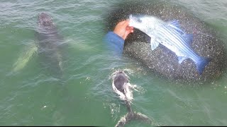 AMAZING Whale Drone Footage and Night Striper Fishing [upl. by Bil]