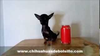 Micro Chihuahua Hembra Golondrina  Venta de Perros Chihuahua Mini Toy [upl. by Ynnahc]