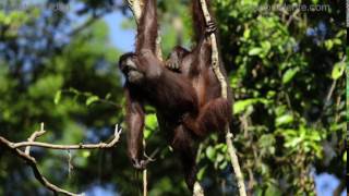 Bornean orangutan mating [upl. by Rinee]