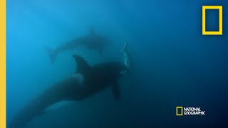 Orca Hunt Seven Gill Sharks  Orca vs Great White [upl. by Munt]