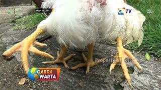 PONOROGO  Aneh Tapi Nyata Warga Dihebohkan Adanya SeEkor Ayam Berkaki Empat [upl. by Malony69]