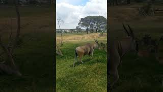 Eland at Vredenheim Stellenbosch southafrica travel [upl. by Urania]