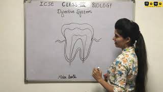 TOOTH  STRUCTURE OF TOOTH  DIAGRAM OF TOOTH  DIGESTIVE SYSTEM [upl. by Ehttam]