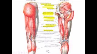 Anatomy of the GLUTEAL REGION  Dr Yusuf [upl. by Dier]