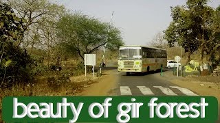 Sasan Gir Forest Roadtrip  beauty of gir forest  Devalia safari park [upl. by Palmer]