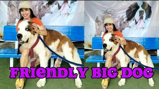 Big dog Baguio viralvideo trending shorts short shortsvideo [upl. by Refinnej]