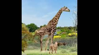 Giraffe can simply throw away lions single kick shorts giraffe giraffes throw lions lion kick [upl. by Rustie]