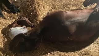 Taylors Wildcat by Tale of the Cat almost done Foaling Then say hello to our Vekoma Filly Video 4 [upl. by Ramled246]