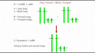 Xlinked genes and Recombination [upl. by Intirb758]