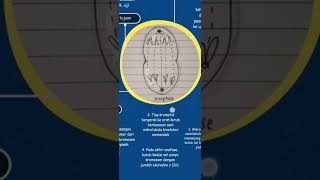 Anafase anafase pembelahansel mitosis meiosis sel biologi [upl. by Bartholomeo542]
