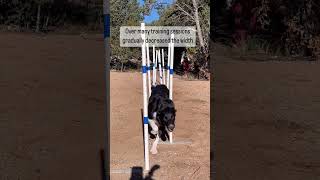 Amazing Dog Trick Agility Weave Poles [upl. by Maxine231]