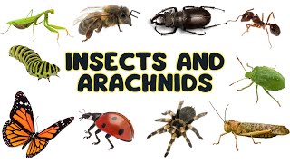 Insects and Arachnids for Kids to Learn  Educational Video  English Vocabulary [upl. by Alexandrina]