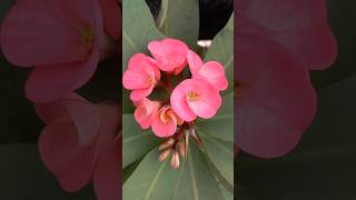 Euphorbia milii  the crown of thorns shortsharmonywithnature [upl. by Gittle]